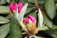 Rododendri LU Botāniskajā dārzā - 17
