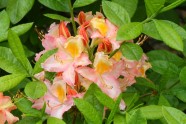 Rododendri LU Botāniskajā dārzā - 24