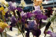 Irises exhibition