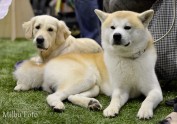 Starptautiskā šķirnes suņu izstāde 11.-12.06.2011 - 17