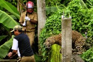 Indijas ciematā ieklīdis leopards uzbrūk iedzīvotājiem