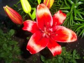 Zied ziedi Jelgavā - 1