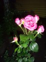 Zied ziedi Jelgavā - 2
