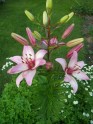 Zied ziedi Jelgavā - 6
