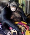 Šimpanze Treviss savās mājās