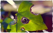 holes-in-leaf