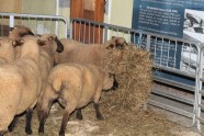 15 jukušas avis Spilves lidostā - 7