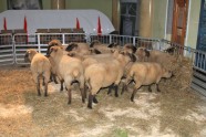 15 jukušas avis Spilves lidostā - 8