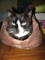 Kaķis maisā