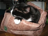 Kaķis maisā