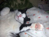Smejošs kaķis- Smaids miegā