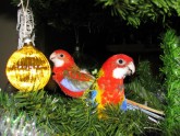 minu papagoide jõuluootus 2010 005