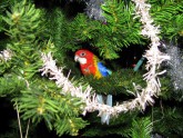 minu papagoide jõuluootus 2010 010
