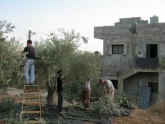 Olīvu talka Palestīnā - 2