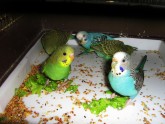 Rauls Tammarus small parrots:)