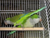 Rauls Tammarus small parrots:)