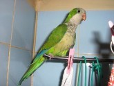 Rauls Tammarus Monk parrots.:)