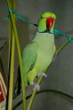 Rauls Tammarus Kramer parrots.:)