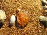 Baltijas juras meduza