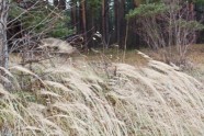 IMG_8591