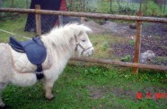 Шетландский пони и нутрия