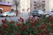 Ventspils welcomes winter roses!