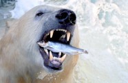Polar bear - titulbilde