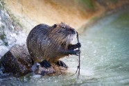 Beaver bebrs