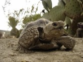 Galapagu bruņurupucis