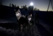 Latvijas Kamanu suņu sporta federācijas organizētais "Royal Canin ziemas čempionāts 2012"
