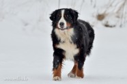Bernes Ganu suns Ziemā - 1