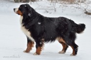 Bernes Ganu suns Ziemā - 2
