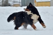 Bernes Ganu suns Ziemā - 10