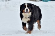 Bernes Ganu suns Ziemā - 15