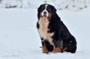 Bernes Ganu suns Ziemā - 16
