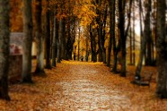 Rudens ceļš | Осенняя дорога