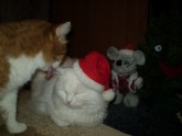  ...А моя Снегурочка слаще новогодней мышки!