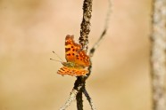 Butterfly... Pavasara vēstnieks... :)