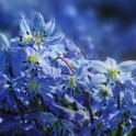 Zils pavasaris