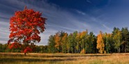 Осень и олень